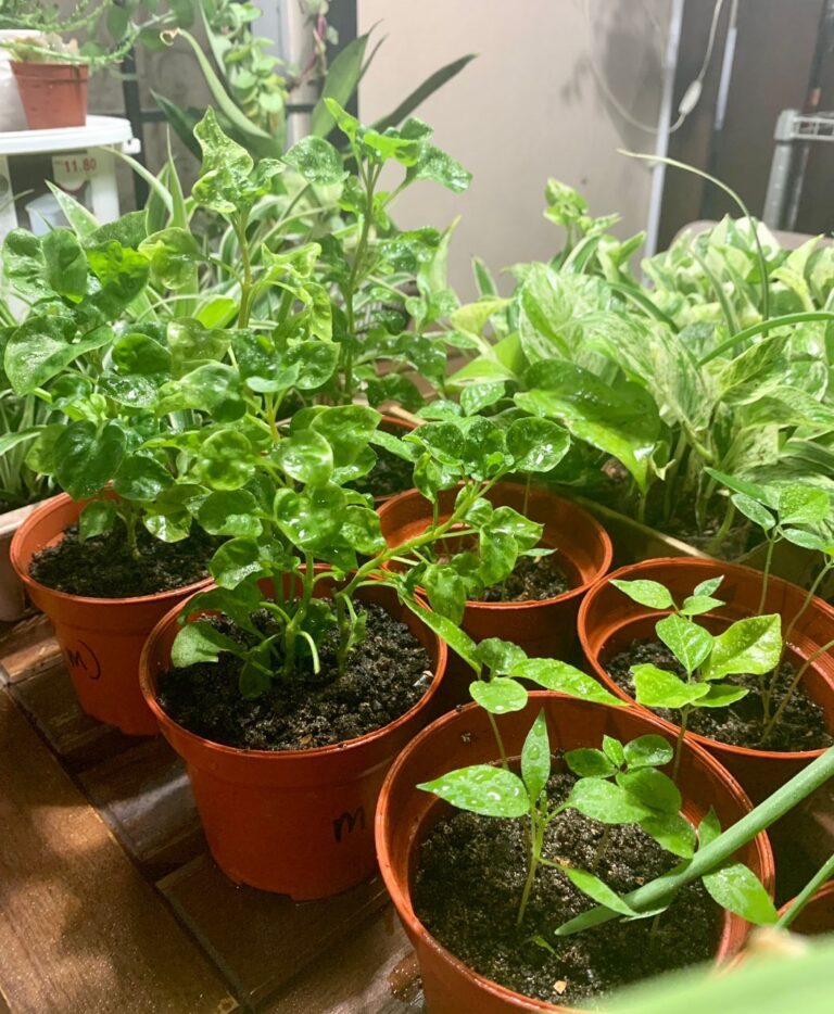 2. Plant cultivation using Pinapeel as an additional medium. Photo by Mahanom Jalil