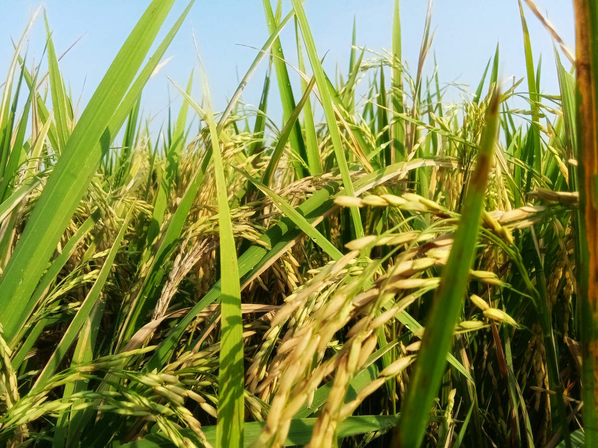 Photo by Vrlibs Studio - Unsplash