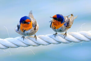 Be the last to raise your voice in disagreements. Photo by David Clode - Unsplash