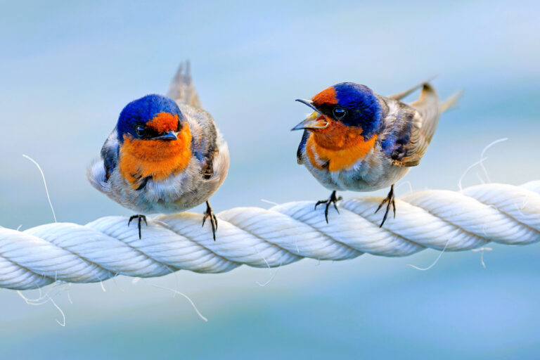 Be the last to raise your voice in disagreements. Photo by David Clode - Unsplash