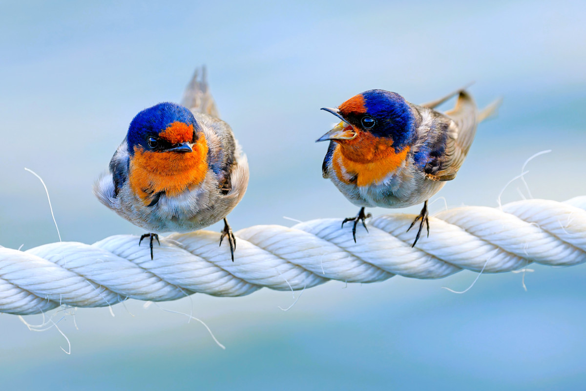 Be the last to raise your voice in disagreements. Photo by David Clode - Unsplash