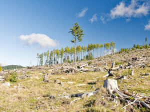 Photo by Iuliu Illes - Unsplash