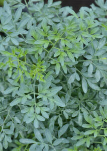 Ruta Angustifolia from socfindoconservation