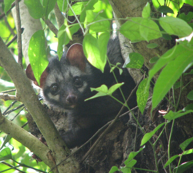 Asian Palm Civet - Wikimedia