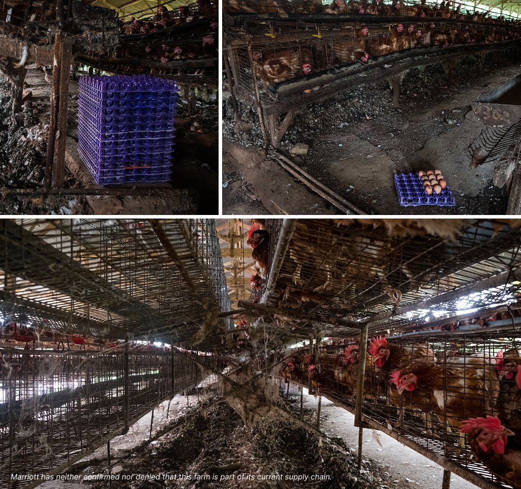 Clockwise from top left: egg trays stored at floor level surrounded by excrement; accumulated waste and debris beneath the cages; the interior of the battery cage facility showing waste buildup and cobwebs across cage structures. Photos: Resha Juhari / INCAF / We Animals.